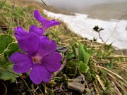 39 Primula irsuta (Primula irsuta) 